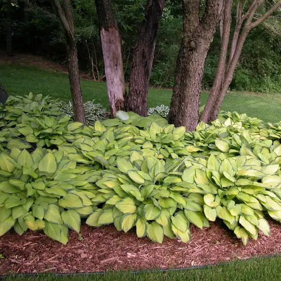 Hosta 'Gold Standard' - image 3