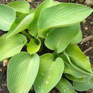 Picture Credit - Walters Gardens Inc.