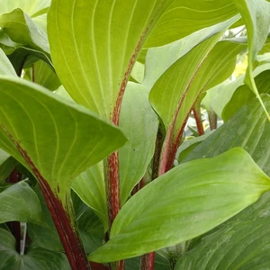 Picture - Walter's Gardens Inc.