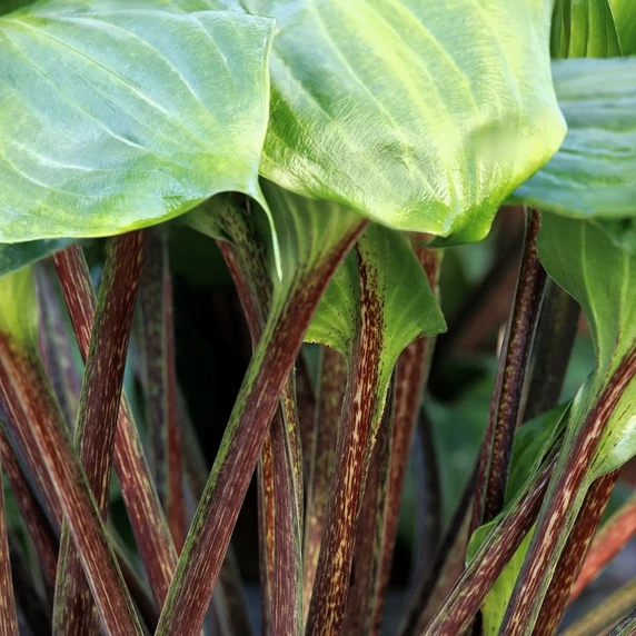 Image Credit: Doreen Wynja