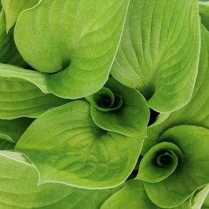 Image Credit: Doreen Wynja