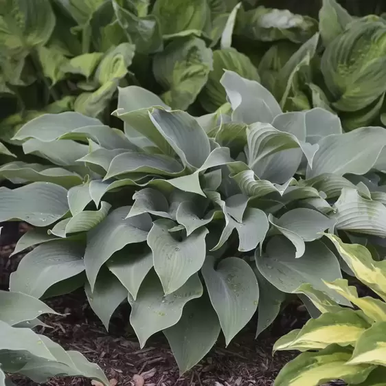 Hosta 'Halcyon' 2L - image 2