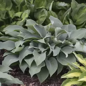 Hosta 'Halcyon' 2L - image 2