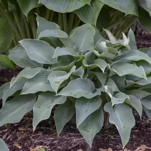 Hosta 'Halcyon' 2L - image 3