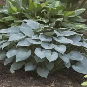 Hosta 'Halcyon' 2L - image 3