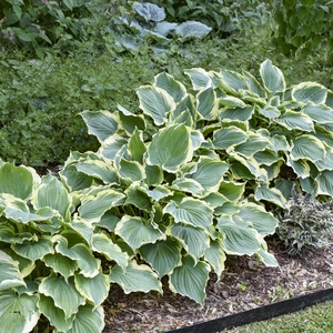 Image Credit: Walters Gardens, Inc.