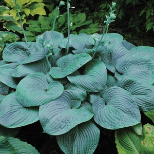 Image Credit: Walters Gardens, Inc