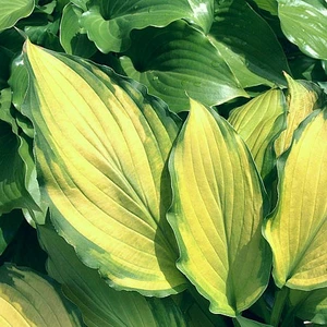 Image Credit: Walters Gardens, Inc