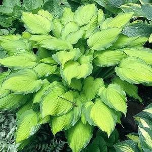 Image Credit: Walters Gardens, Inc