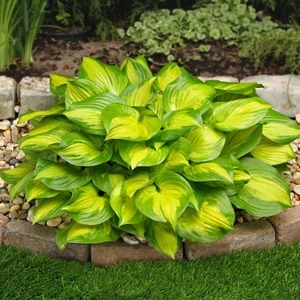 Hosta 'Lakeside Banana Bay' 1L