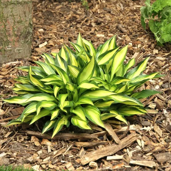 Hosta 'Lakeside Little Tuft' 1L