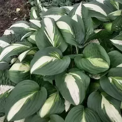 Hosta 'Lakeside Spellbinder' - image 2