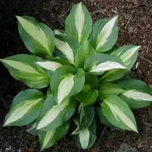 Hosta 'Lakeside Spellbinder' - image 1