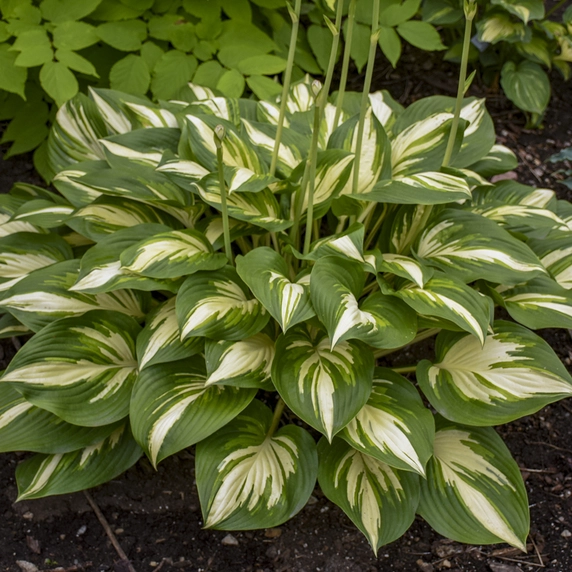 Image Credit: Walters Gardens, Inc