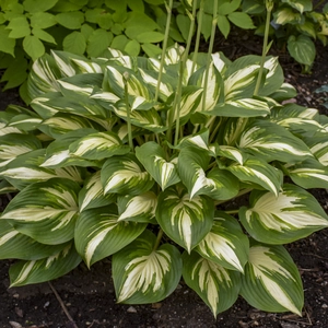 Image Credit: Walters Gardens, Inc