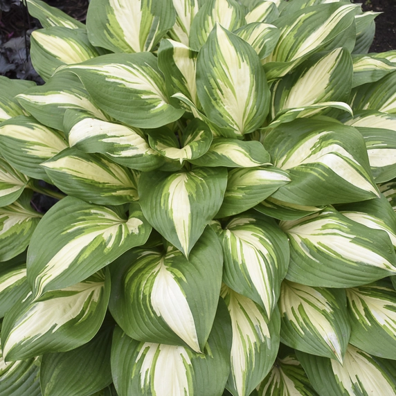 Image Credit: Walters Gardens, Inc