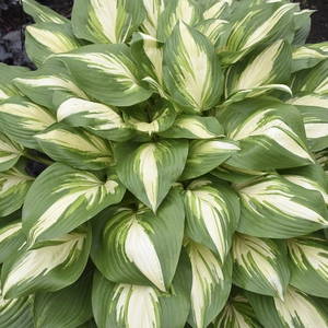 Image Credit: Walters Gardens, Inc