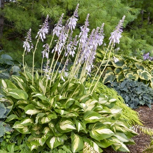 Image Credit: Walters Gardens, Inc