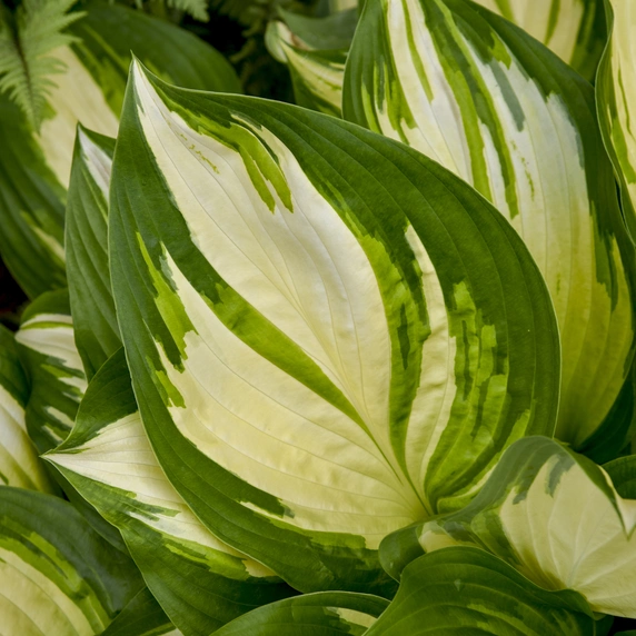 Image Credit: Walters Gardens, Inc