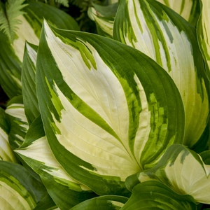 Image Credit: Walters Gardens, Inc