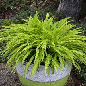 Hosta 'Party Streamers' - image 1