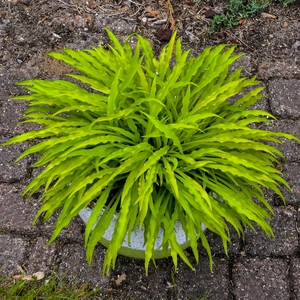 Hosta 'Party Streamers' - image 3