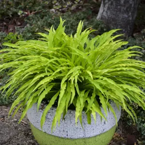 Hosta 'Party Streamers' 2L - image 1