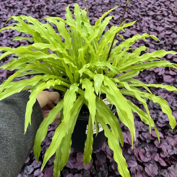 Hosta 'Party Streamers' 2L - image 4