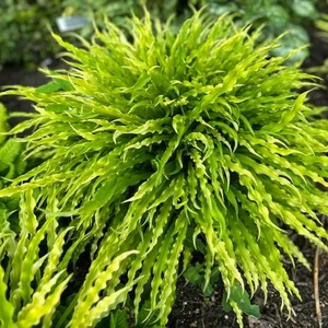 Hosta 'Party Streamers' - image 2