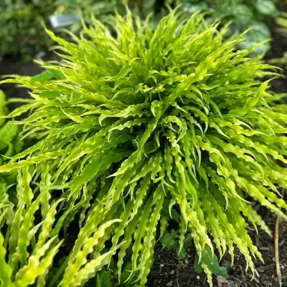 Hosta 'Party Streamers' 2L - image 2