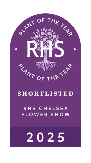 Hosta 'Party Streamers' 2L - image 5