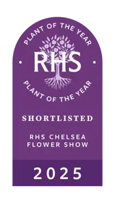 Hosta 'Party Streamers' 2L - image 5