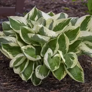 Hosta 'Patriot' 9cm - image 2