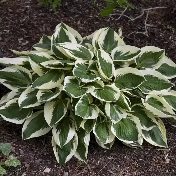 Hosta 'Patriot' 9cm - image 1