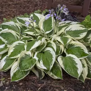 Hosta 'Patriot' 9cm - image 3