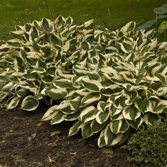 Hosta 'Patriot' 1.5L - image 4