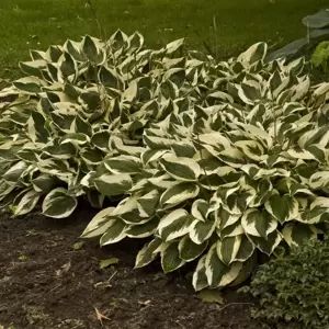 Hosta 'Patriot' 9cm - image 4