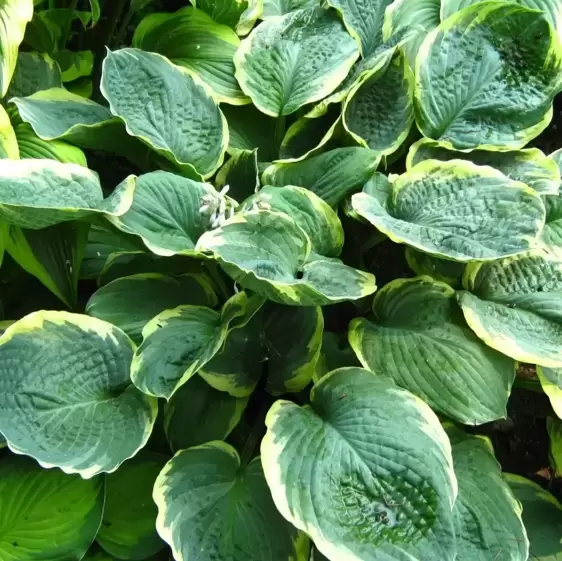 Hosta 'Pizzazz'