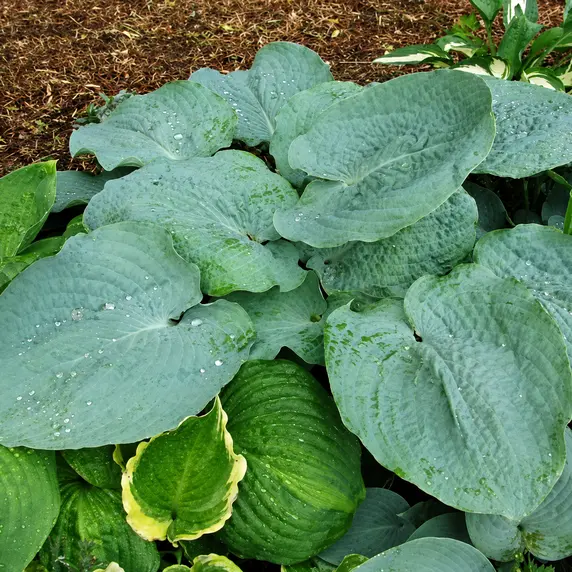Hosta 'Powder Blue'