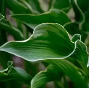 Hosta 'Praying Hands' - image 2