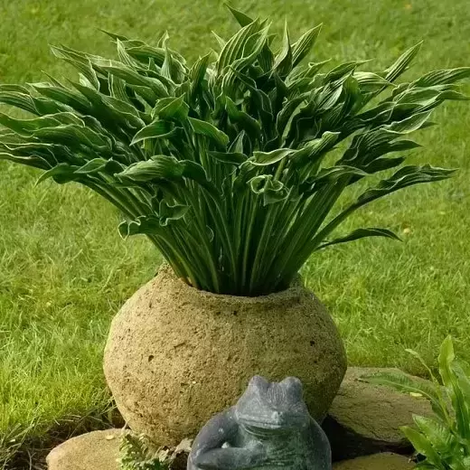 Hosta 'Praying Hands' - image 3