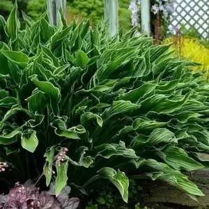 Hosta 'Praying Hands' - image 1