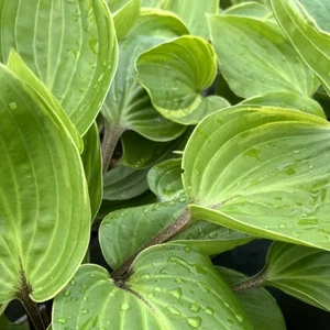 Picture - Walter's Gardens Inc.