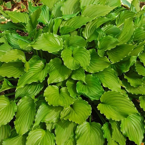 Image Credit: Walter Blom