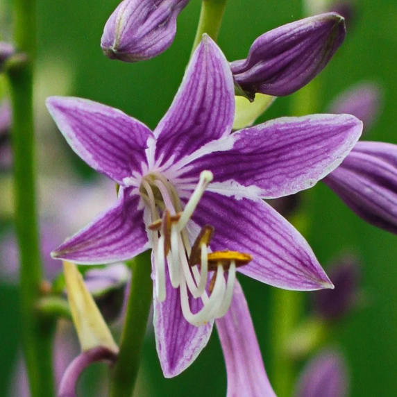 Image Credit: Walter Blom