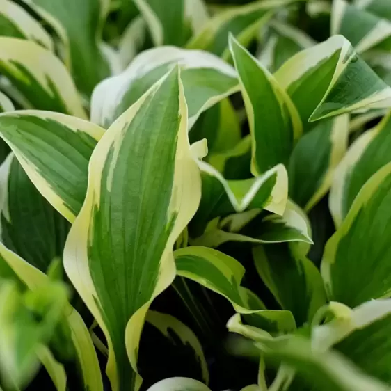 Hosta 'Queen Josephine' 3L - image 1