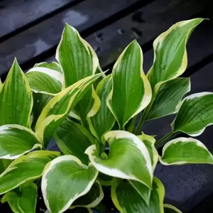 Hosta 'Queen Josephine' 3L - image 2