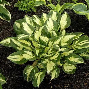 Image Credit: Walters Gardens, Inc