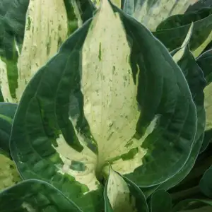 Image Credit: Walters Gardens, Inc