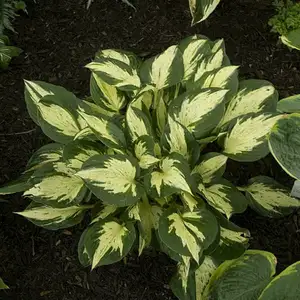 Hosta 'Revolution' - image 3
